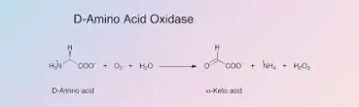 D-Amino Acid Oxidase
