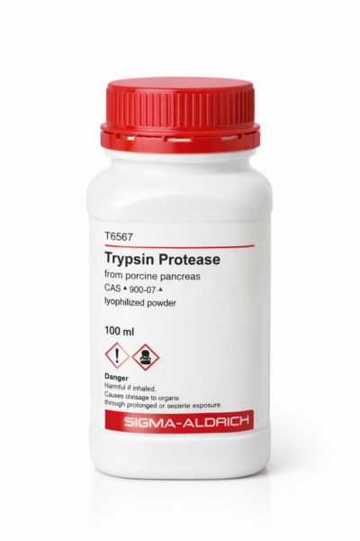 Trypsin Protease