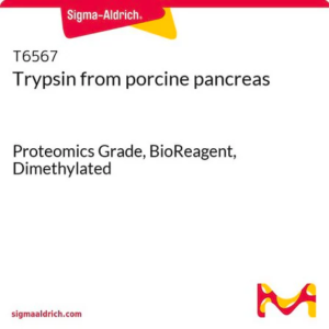 Trypsin Protease