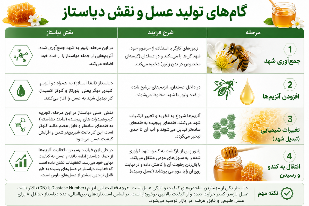 Steps of honey production and diastase role